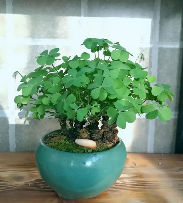 路边野草，种盆里变成值钱盆景，超好养还好看