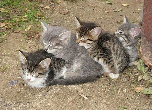 20张群猫在一起睡觉照片,养猫的人都不一定见过,造型