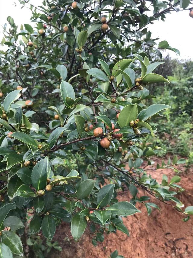 茶油|《生命时报》：茶油的宝贵价值被忽视了