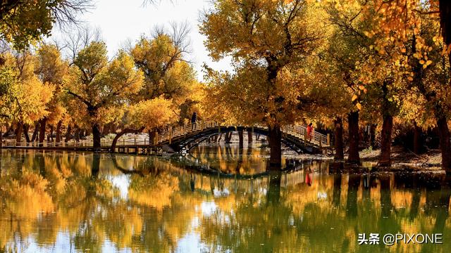 「旅行百事通」远古胡杨沧桑千年，邂逅大漠胡杨，遇见人间秘境