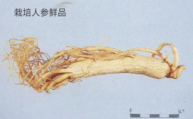 商陆|如何鉴别人参的真假