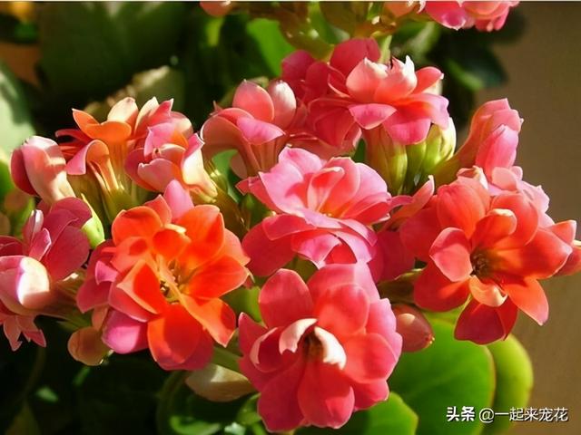 冬天养花，别浇4种水，不然黄叶又烂根，很难安全过冬