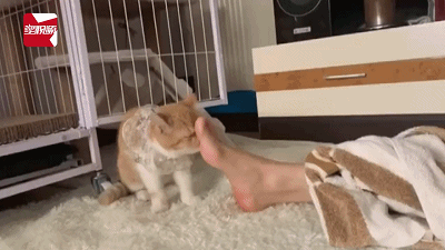 在一通回想之后,小姐姐才发现了脚气的根源.竟然是来自家里的喵星人?