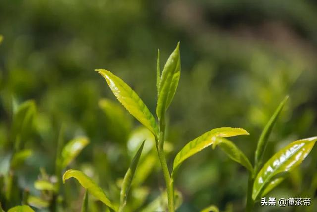 从枝头到茶杯，想喝到一杯好红茶，究竟有多难？