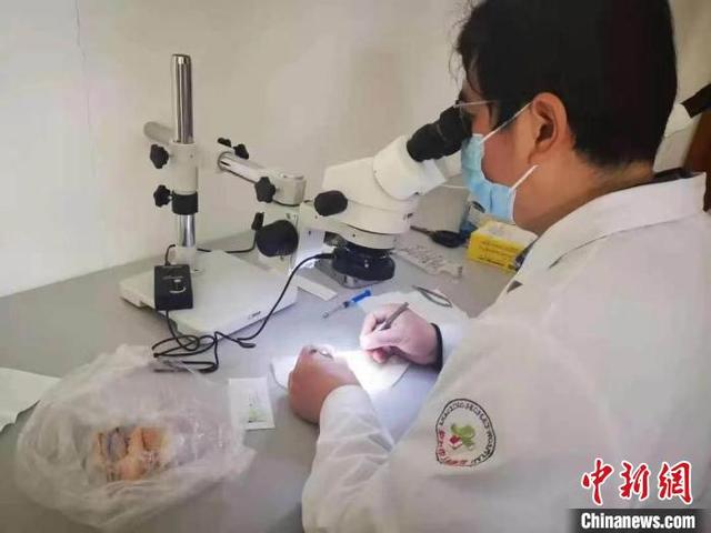 外科|专注“毫米功夫”：外科医生用生鸡翅练习缝合技术