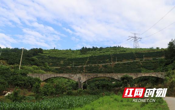 红网40年基层奋斗史,铺就“致富路”——记龙山县大堰坪社区党总支书记张炳清