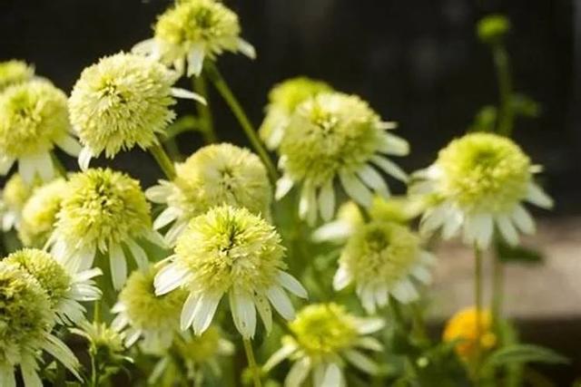 夏季庭院里一抹浓艳的色彩——松果菊