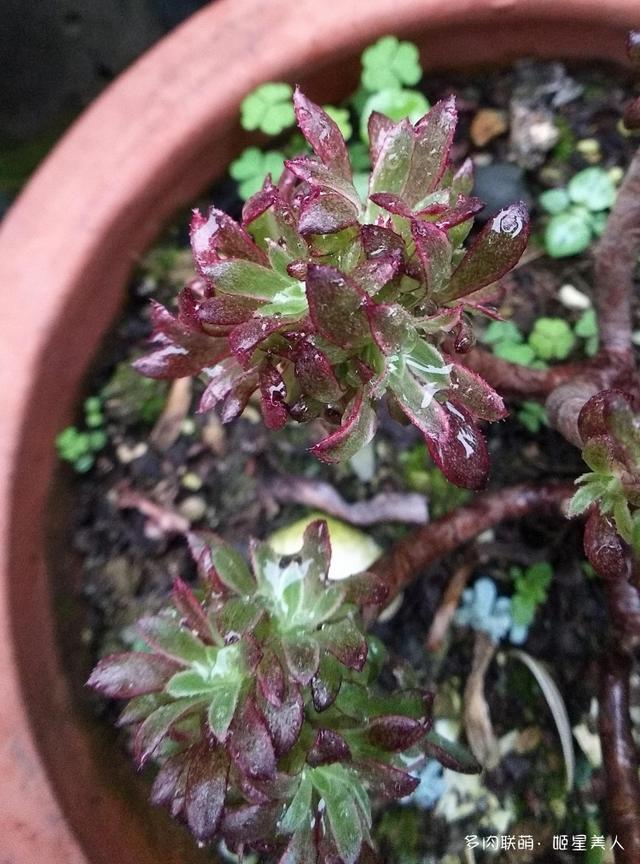 秋风秋雨，美丽了多肉