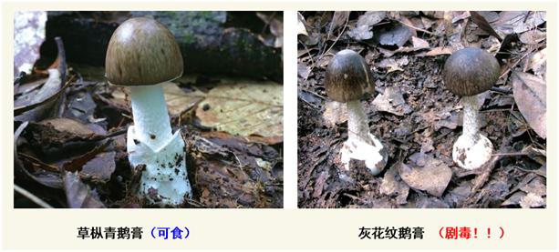 480余种 多种毒蘑菇和使用蘑菇形态及其相似 菌类专家都很难肉眼辨认