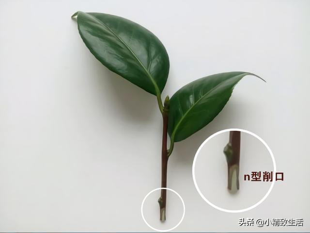 茶花|大神扦插茶花，多削了2刀，60天爆根，健壮均匀