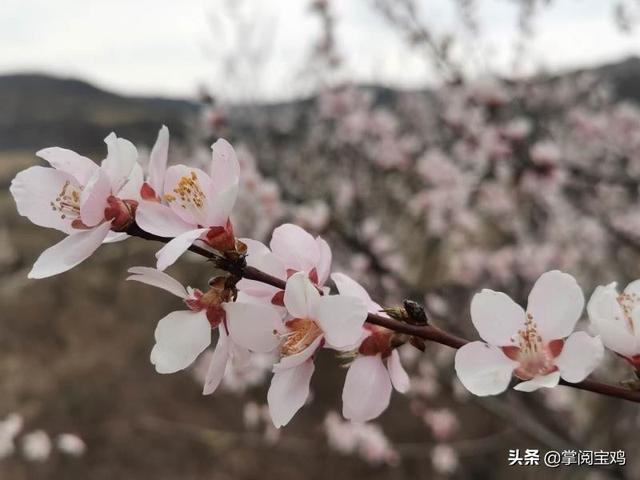 「玩乐足迹」春天里的凤翔