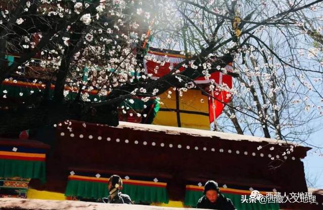 「世界那么大」春分，拉萨一树桃花的温柔倾诉