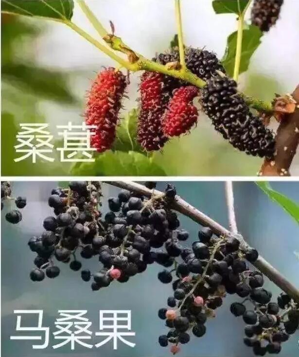 桑葚|科普｜吃桑葚干可以解酒？桑葚上市，谣言也来了