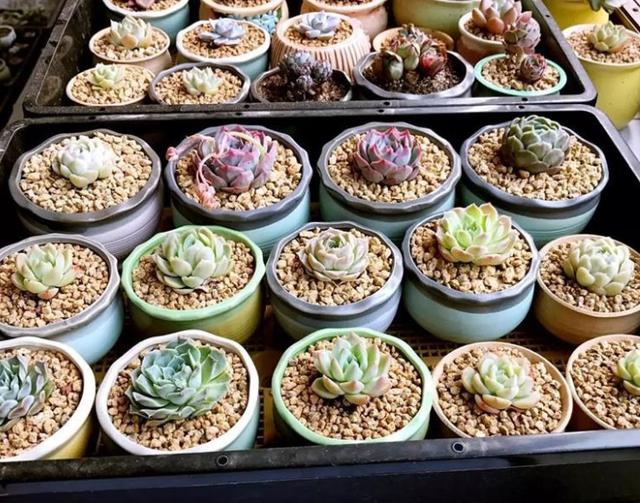 多肉，懒人花友的“心头好”，上班族的“小萌宠”，好看又好养