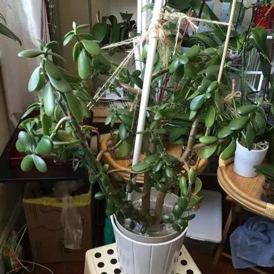 长寿花|这花就得饿着养，盆小水少，叶子越剪长得越旺！