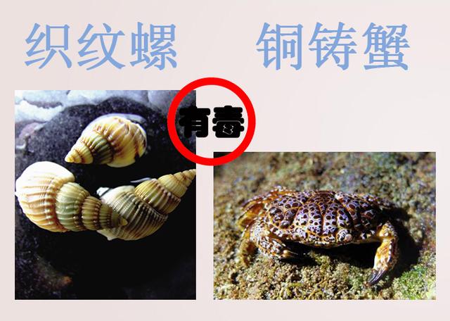 #健康零距离#错认食物误食中毒?在海南注意别误食这些,收藏