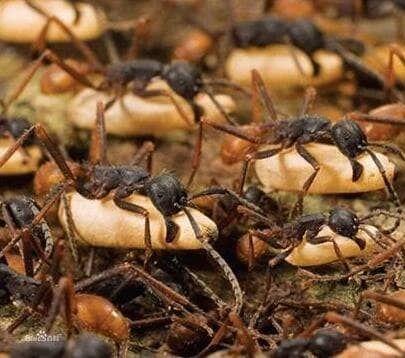 非洲食人蚁,整齐有序的军团,4分钟就能把人类啃食成