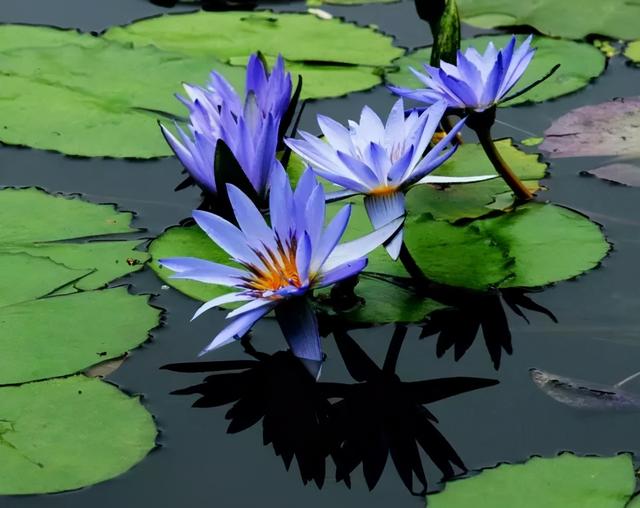 大咖分享 | 蓝色花境植物有那些？