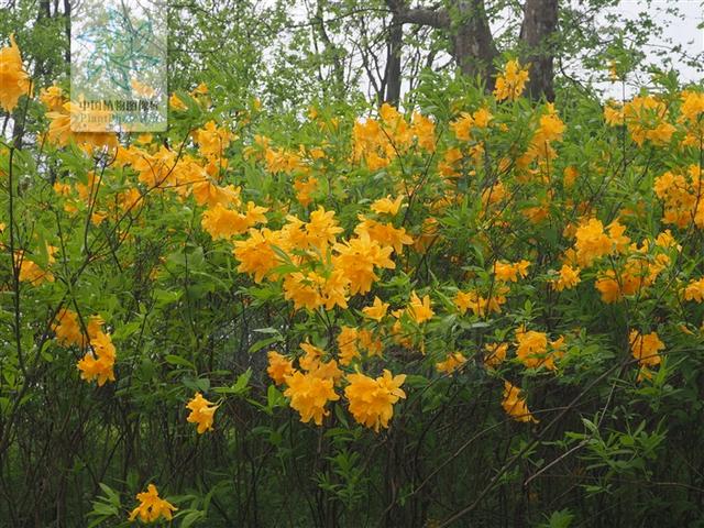 老虎花，见过吗？有大毒！用于风湿痹痛、痛风、皮肤顽癣
