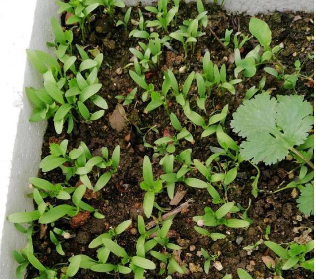 养花不如种菜，阳台种上4种菜，油绿漂亮，再冷不用出门买