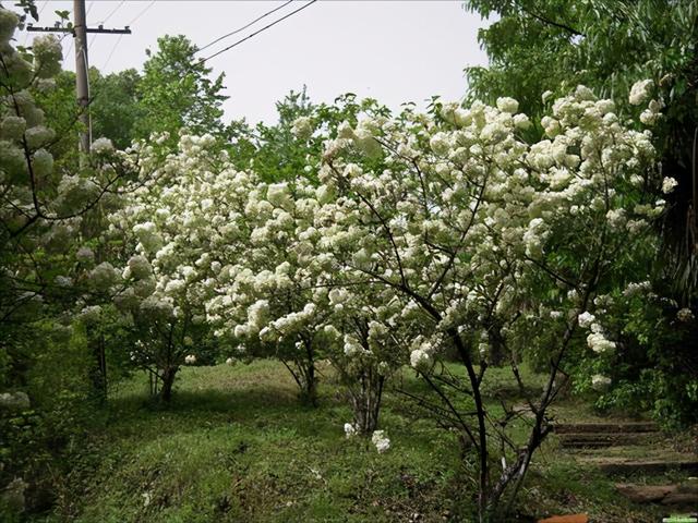 夏天能看到雪景，原因都是因为这些花卉