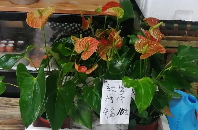 市场|春天在哪里？来杨浦这个花鸟市场找找春天的颜色