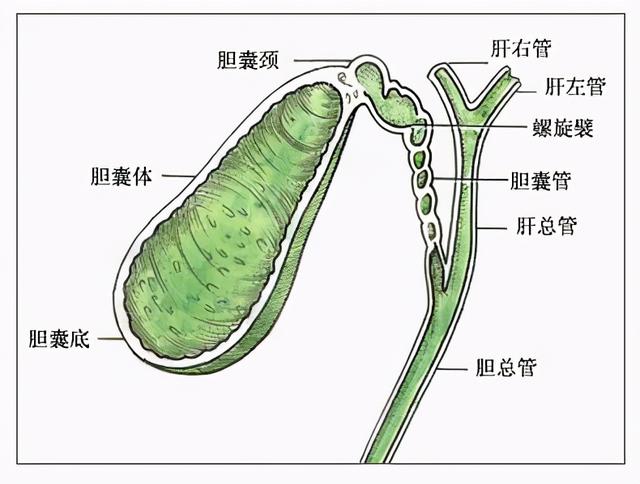 你觉得胆结石没什么？错了，胆结石会引起癌中之王：胆囊癌