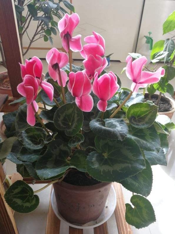 绿萝仙客来，冬天容易黄叶，剪对了还能重现生机