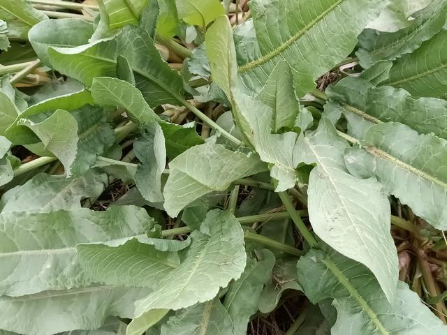 农村一种草野菠菜,当野草除掉.却不知它对身体有好处