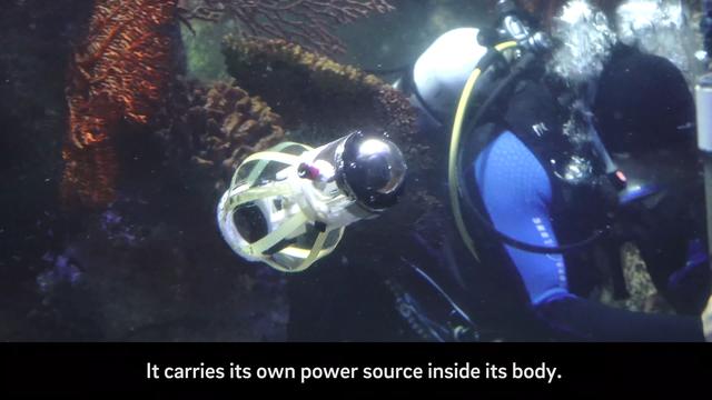 工业之美｜静若灯笼、动如鱿鱼，仿生届又出黑科技产品