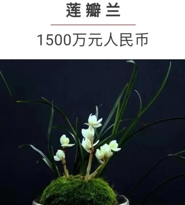 全球最贵十种花