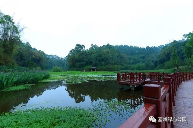 青衣芦狄·天水一色 | 嘉州绿心公园芦山湿地