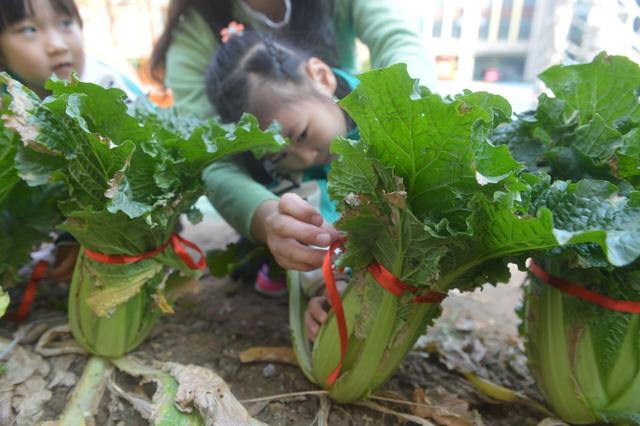 幼儿园|小手呵护青青苗，幼儿乐享“种植园”