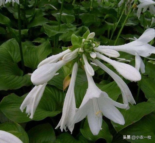 家里养上玉簪花，整房间都飘满香气，好看又好闻，关键还适合新手