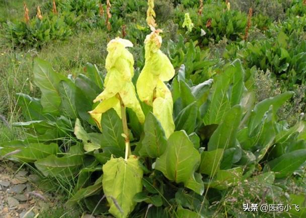 每日医药——大黄