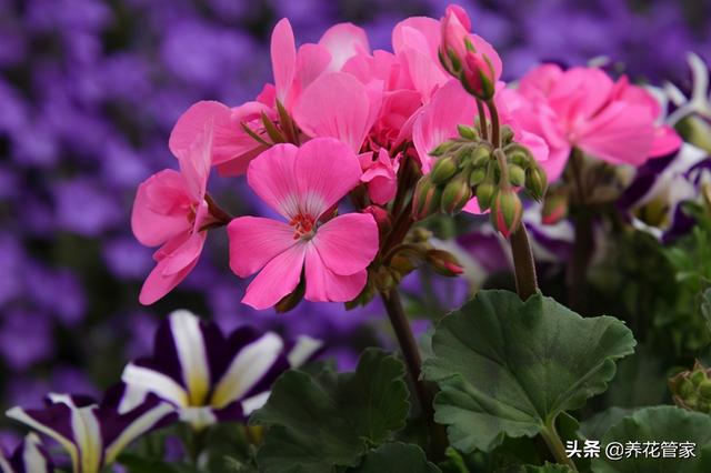 这5种花，养“小”不养“老”