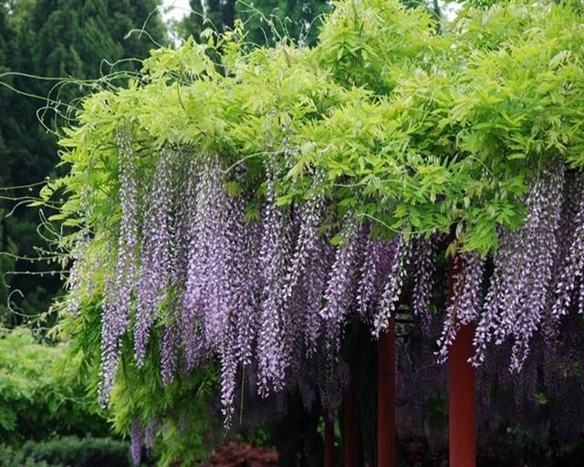 在庭院里，种几棵攀缘植物，有点阳光就开花，一片花海