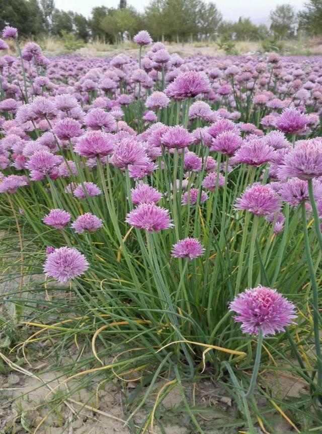 一个个球状的花儿，直立的花梗，这样的大花葱是怎么来的