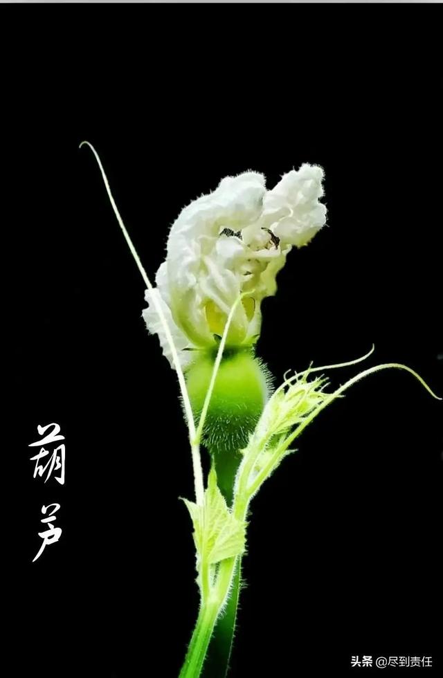 顺口溜:蔬菜不输花