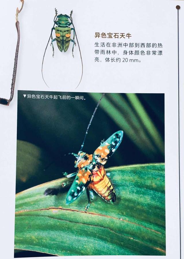 超级宝妈|六一儿童节专属:什么样的礼物对孩子最好,这本书给出了答案