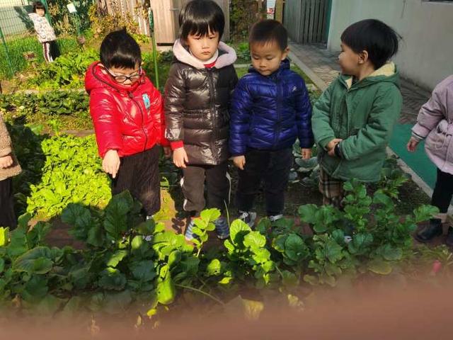 一群幼儿园小班的娃完成了一次小调查，发现了很多蔬菜的秘密