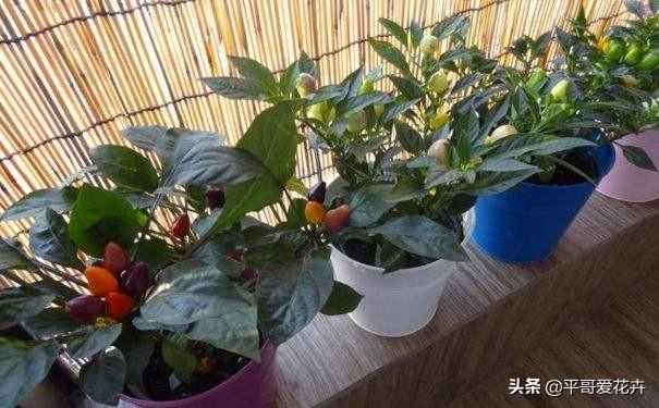 鸡蛋壳|还在买花肥？这“3种垃圾”扔盆里，肥效足，植物生长快、易爆盆