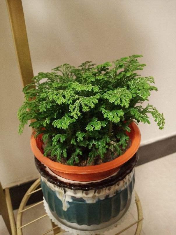 折腾不死的五种花，两个月不浇水，照样水灵灵