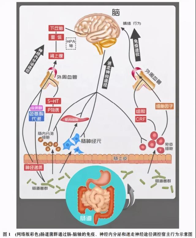 减肥可简单了，科学家说吃屎就行