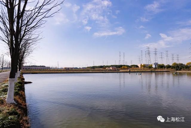 一尾养三年，要瘦身、要筛选，松江这种鱼好吃是有原因的