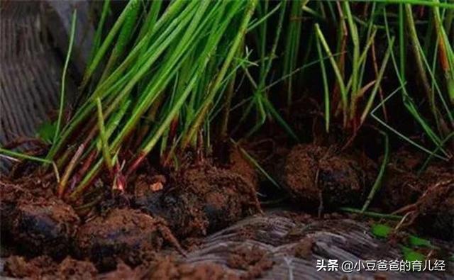 儿科医生：这4种水果含有大量“寄生虫”，再馋也少给孩子吃