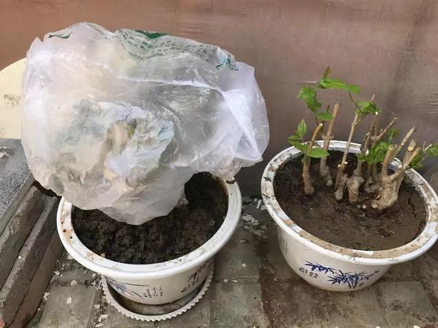 逛花市去捡漏，买了一堆长寿花，拿回来竟然全活了