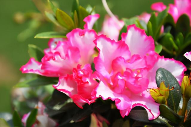 这“三类花”都相克，养一块“危害大”难开花，还会影响家人健康