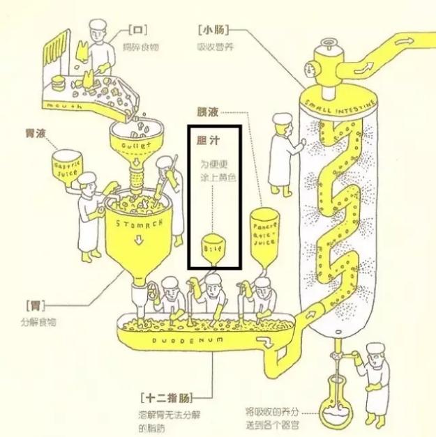 肠道|宝宝的便便被绿化的八大原因，你都了解吗