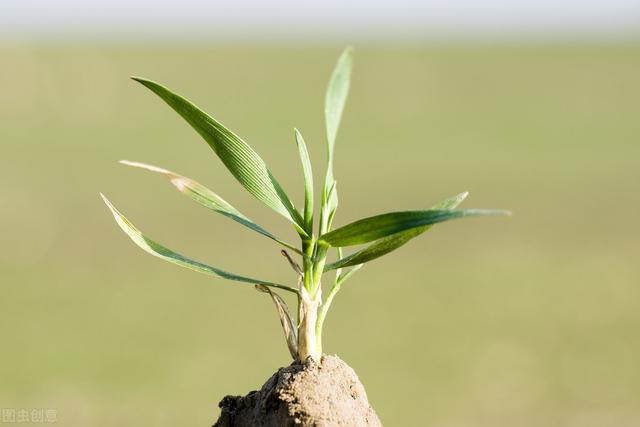 养花用点便宜的“灭菌王”，花盆里喷一喷，杀菌除尘